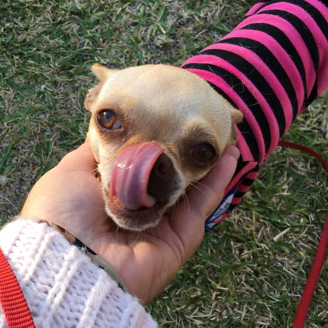 #lick #chihuahua #dog #dogsofinstagram #puppy