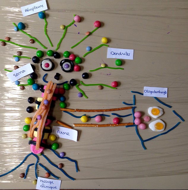 Neurone moteur et oligodendrocyte - périscolaire.
