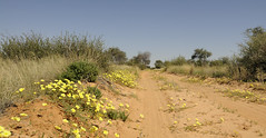 Mabuasehube - Nossob Wilderness Trail: Roadside flowers