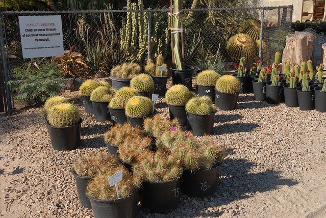 20130513 Bach's Greenhouse Cactus Nursery - Strawberry Hedgehog Cactus - Echinocereus stramineus - $75