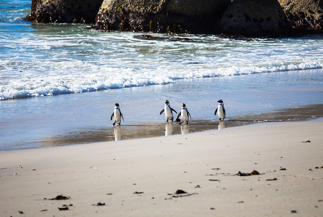 Waddling on the Beach