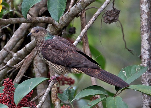 nature birds bhutan wildlife buddhism aves thunderdragon