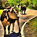 Las reinas de la carretera :-) #lariojaapetece #larioja #autentica #primavera #spring #spain #picoftheday #cows #farms #animals #vacas #photooftheday #igersmenorca #igerslarioja #instapick #instagram #sierraloscameros