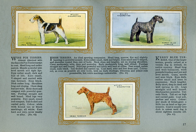 Album mit Sammelbildern Hunde Seite 17