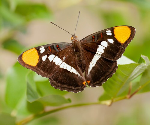 butterfly californiasister adelphabredowii robsantry