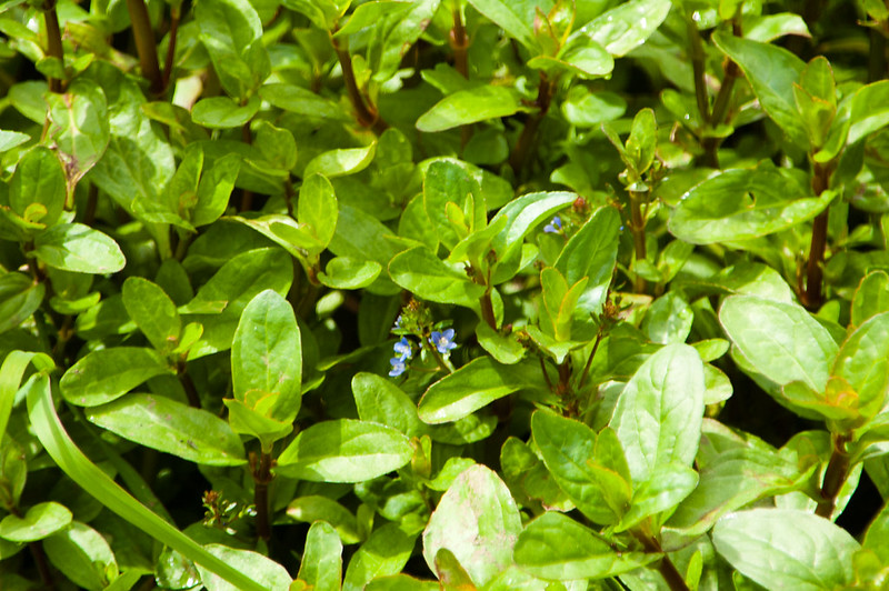 Water cress with flowers