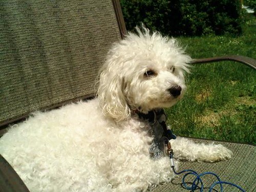 Benjy the Poodle enjoying the sunshine!
