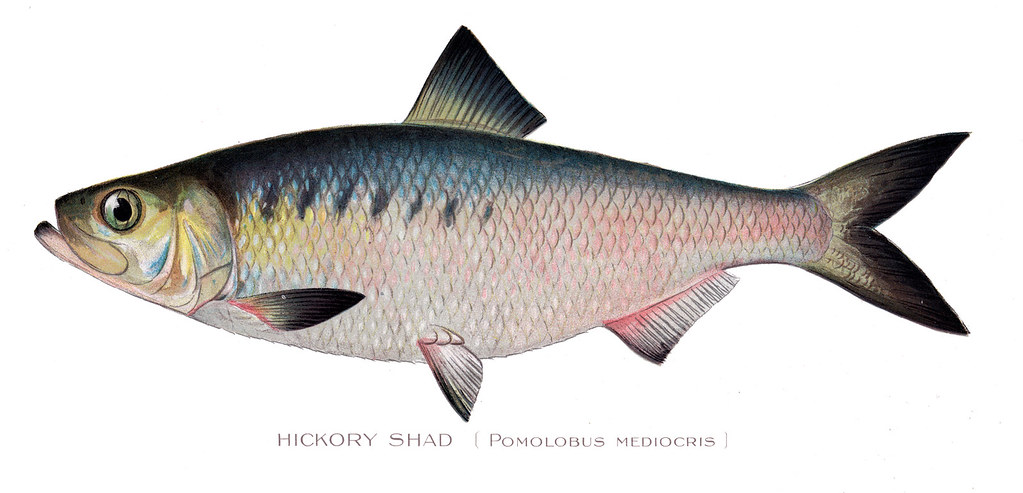 Hickory Shad | Hickory Shad fish | NYS DEC | Flickr