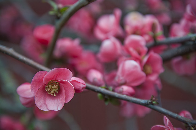 Chaenomeles speciosa (Flowering quince or Japanese quince)