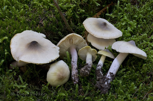 Tricholoma davisiae_5867 | by mycotrope