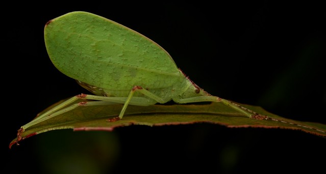 Leaf-mimicking katydid