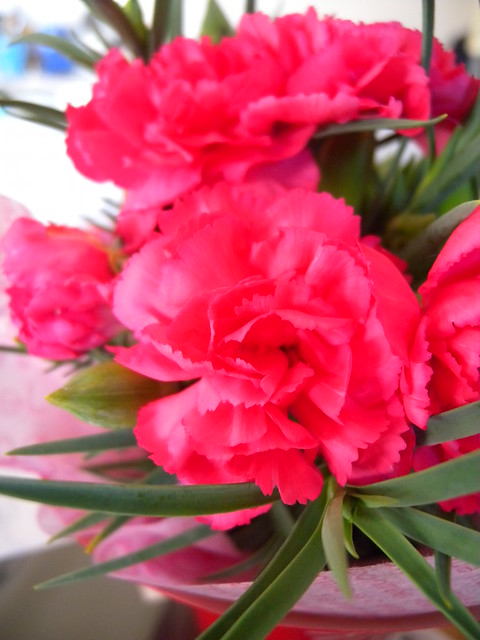 Mother's day Carnation