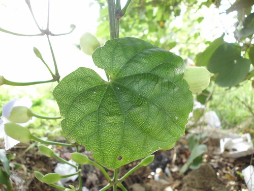 Bunga madia | by Nelindah