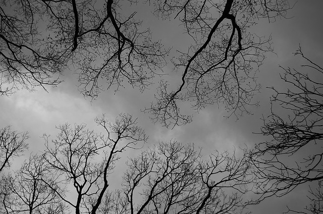 branches_clouds #2