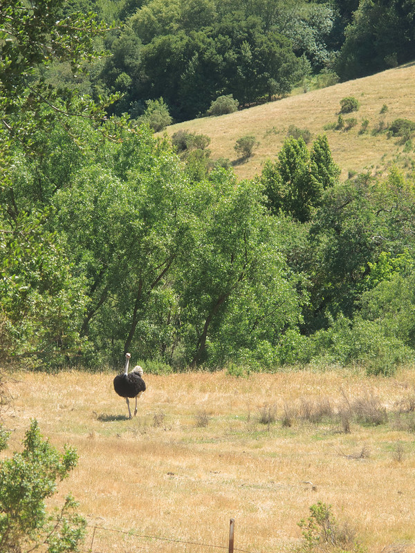 Ostrich farm on Bollinger Canyon Road