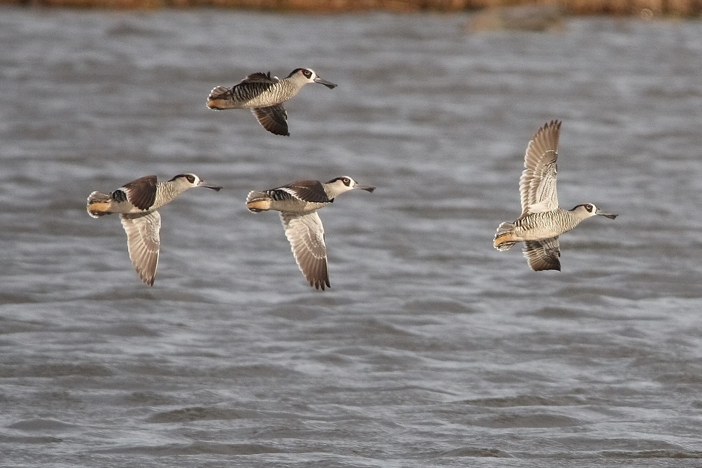 Pink Eared Duck ( Malacorhynchus membranaceus ) | Another 'i… | Flickr