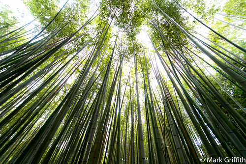 Bamboo Dreams