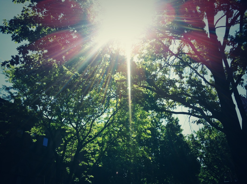 Sunlight through trees