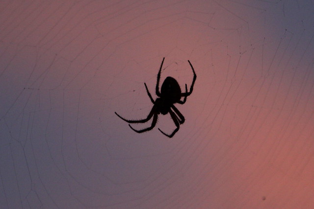 Spider Silhouette seen pre-dawn