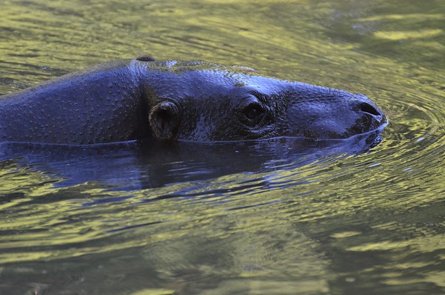 Hexaprotodon liberiensis - Hippopotame pygmée ou Hippopotame nain - Pygmy hippopotamus - 03/09/13