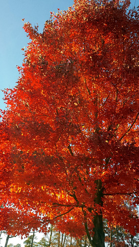 red tree maple fallfoliage brilliant flaming fiery sapindaceae