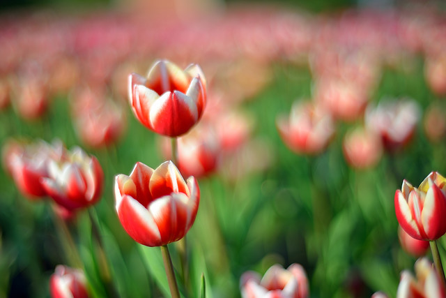 Tulips 中社觀光花市