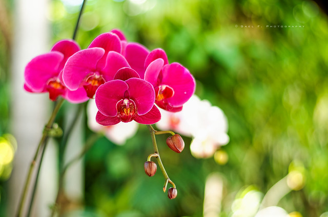 Orchid in Mam's garden