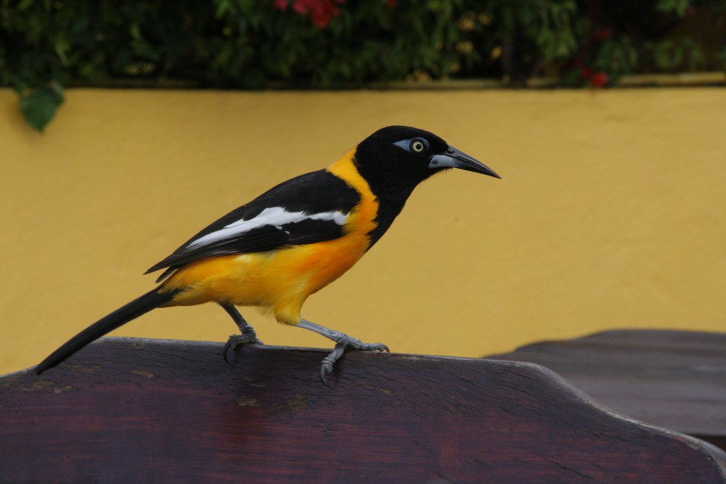 Trupial bird, Curacao | Wouter Kiel | Flickr