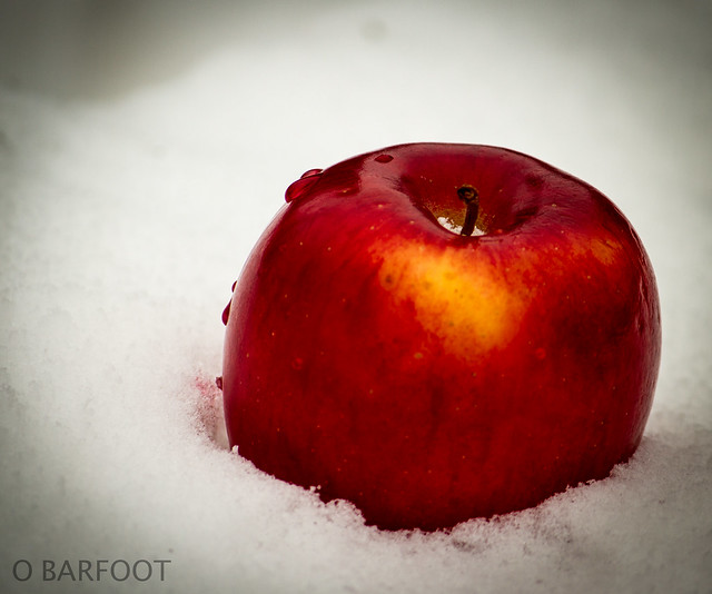 Apple in Snow