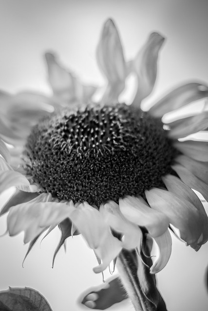 'Softer Sun Flower'