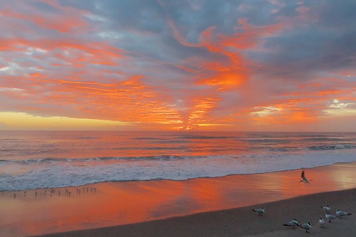 ocean sunset beach dawn surf florida seagull sandpiper indialantic