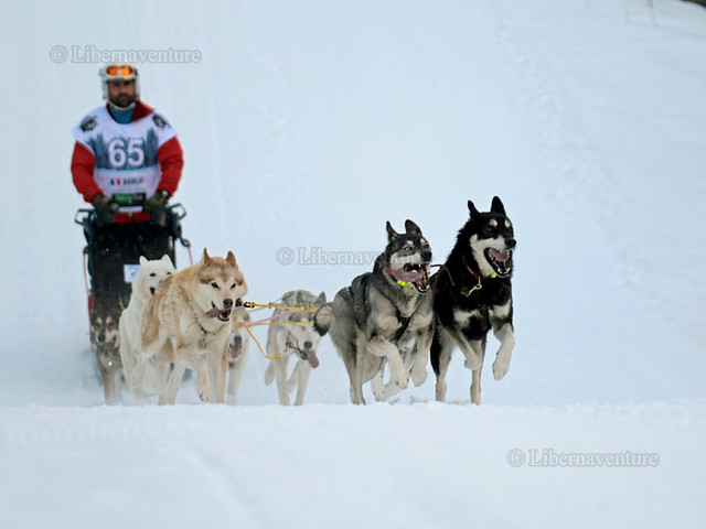 IMG_5178 - 40x30 - La Valgaude traîneau 2016, samedi 30 janvier : Dossard N°65, en catégorie Mid12 chiens Nordiques
