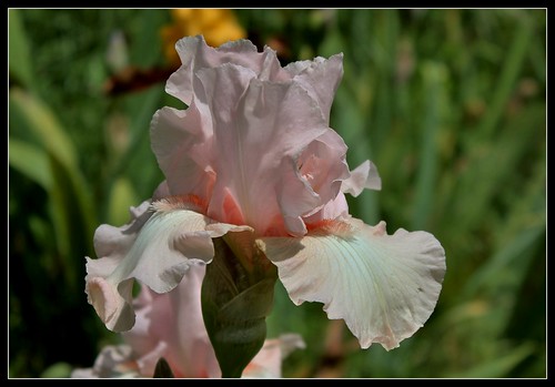 Iris rose - Lilou [identification en cours] 27459782715_e50e46b9e4