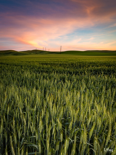 travel sunset sky green clouds washington unitedstates farm wheat palouse