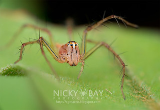 Lynx Spider (Oxyopes sp.) - DSC_1876