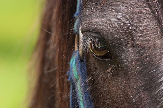 Oeil de cheval - Horse's eye