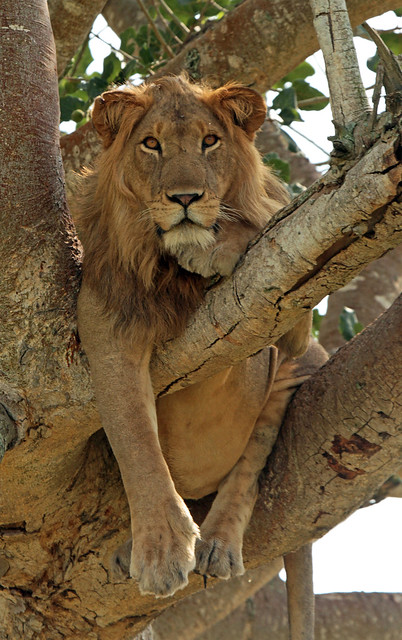 Afrikaanse leeuw Queens Ishasha  NP Uganda IMG_1101