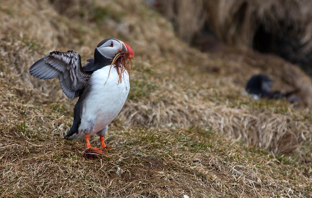 J77A9802 -- A Puffin with some building materials in its mouth at Borgarfjörður-Eystri, on Iceland