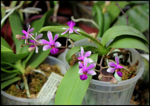 Phalaenopsis Anna-Larati Soekardi x wilsonii 20682360973_c52ba2d2c1