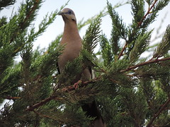 White-winged Dove on a tree