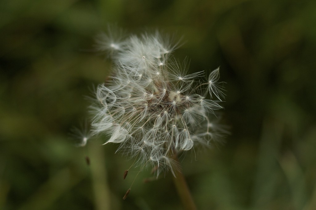 Dandelion tired of waiting for a wish (3861)