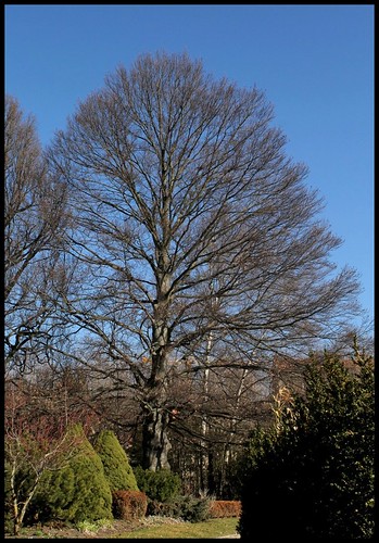 (43) Les arbres du Jardin Vinay (Le Puy-en-Velay) 22569645956_8cf9a328a0