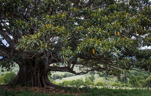 landscape tree moraceae ficusmacrophylla moretonbayfig australiantrees numulgi northernrivers nsw australia