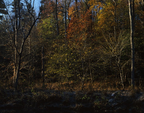 fallcolor trees enoriver centralnorthcarolina largeformat film 4x5 arcaswiss fline caltariin156210mm fujifilm provia rdpiii iso100 epsonv700 e6 affinityphoto