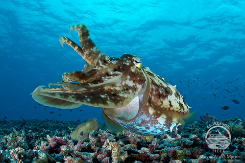 Palau-UW33