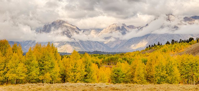 fall color in Grand Teton National Park