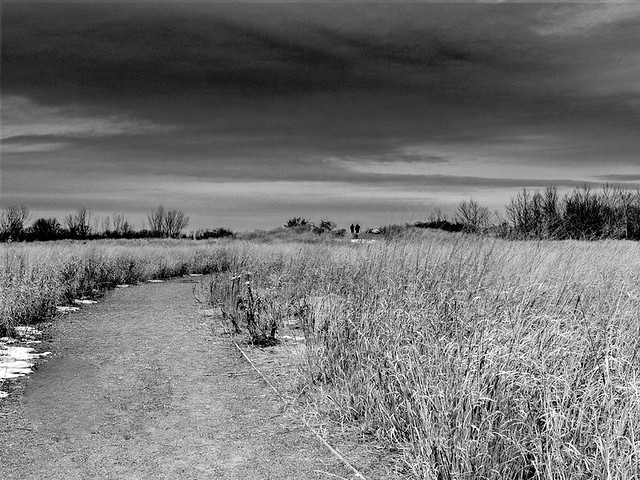 Along the Salt Marsh Nature trail on a Winter day