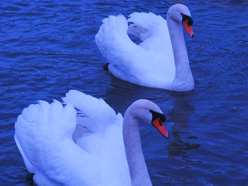 fd | by Bubica 7