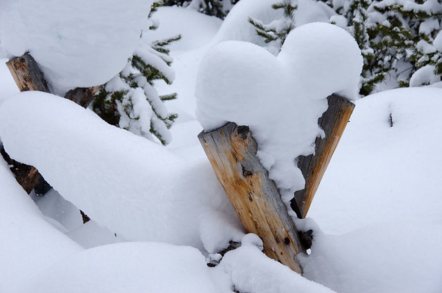 Snow and fence heart, Norris Geyser Basin, Yellowstone National Park, Wyoming