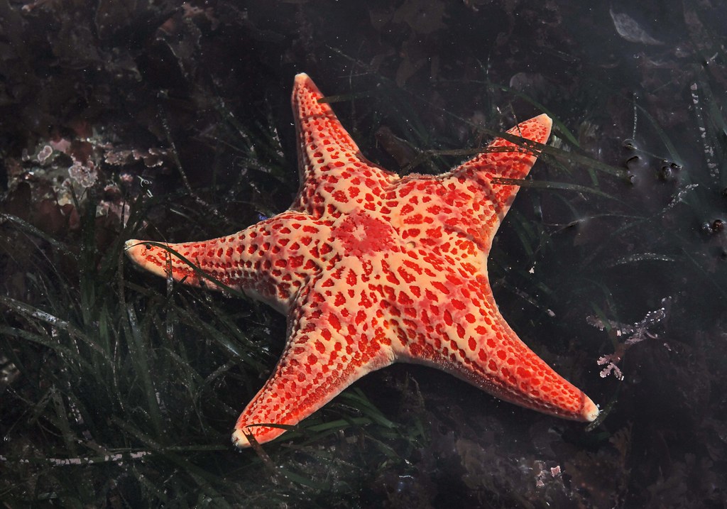 Тело морской звезды. Уоттс морские звезды. Морская звезда Центральная симметрия. Иглокожие морские звезды. Лучевая симметрия морская звезда.